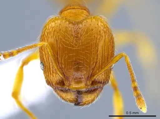 Pheidole perissothrix - CASENT0618005
