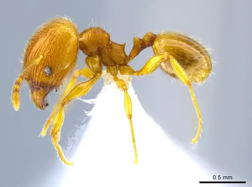 Pheidole perissothrix - CASENT0618005