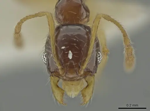 Pheidole perkinsi specimen