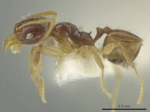 Pheidole perkinsi specimen