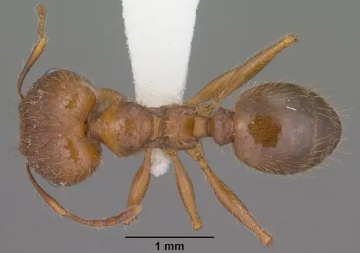 Pheidole perpilosa specimen