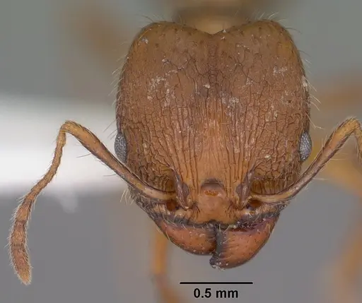 Pheidole perpilosa specimen