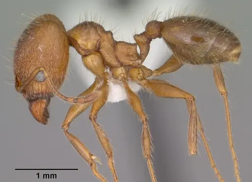 Pheidole perpilosa specimen