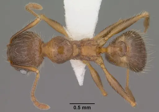 Pheidole perpilosa - CASENT0102889