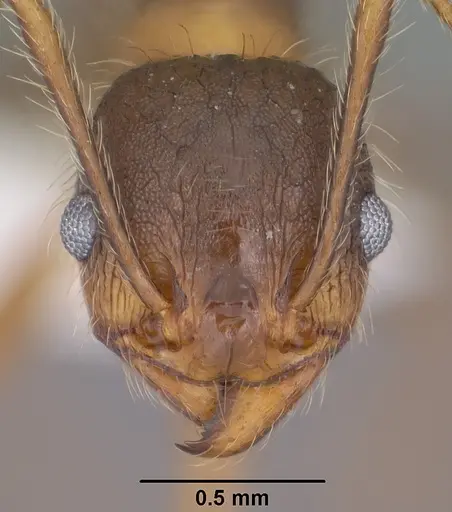 Pheidole perpilosa - CASENT0102889