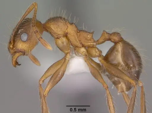 Pheidole perpilosa - CASENT0102889