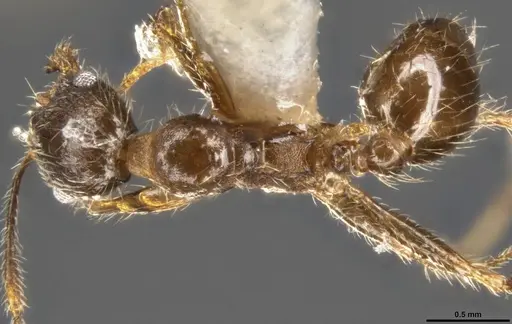 Pheidole perpilosa - CASENT0283508