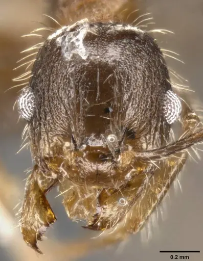Pheidole perpilosa - CASENT0283508