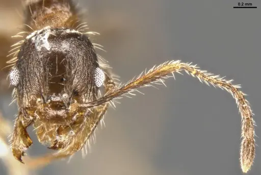 Pheidole perpilosa - CASENT0283508
