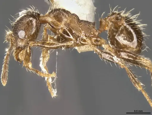 Pheidole perpilosa - CASENT0283508