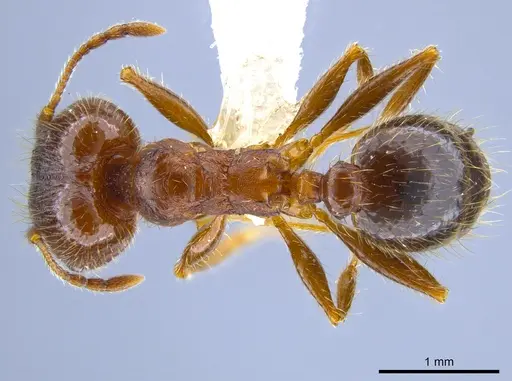 Pheidole perpilosa - CASENT0619980