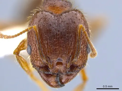 Pheidole perpilosa - CASENT0619980