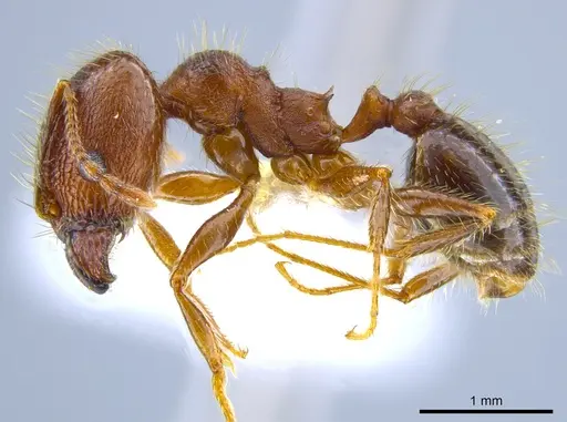 Pheidole perpilosa - CASENT0619980