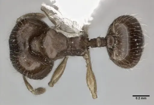 Pheidole perpusilla specimen