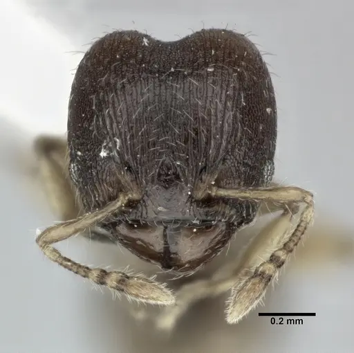 Pheidole perpusilla specimen