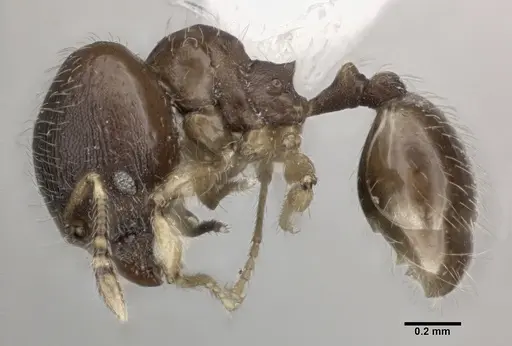 Pheidole perpusilla specimen