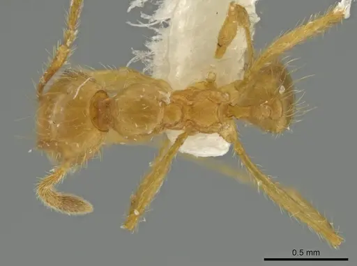 Pheidole perryorum specimen