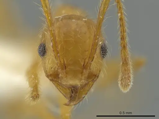 Pheidole perryorum specimen
