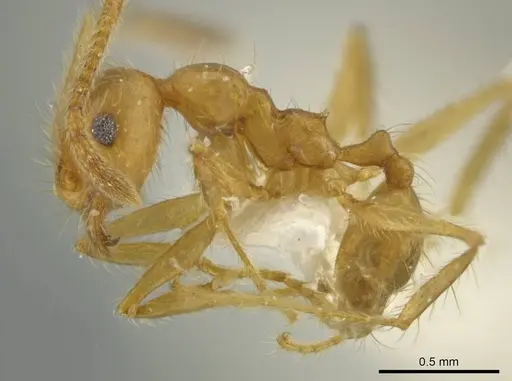 Pheidole perryorum specimen