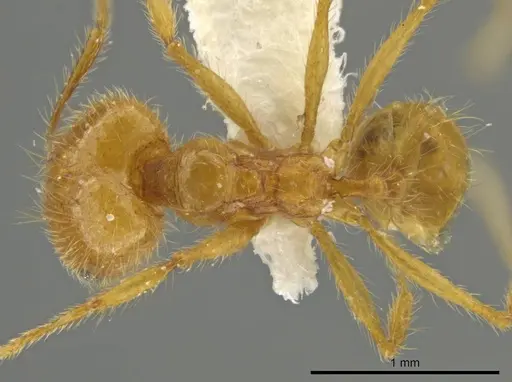 Pheidole perryorum - JTLC000016490