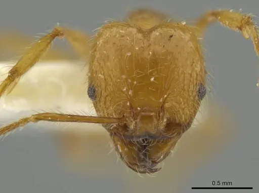 Pheidole perryorum - JTLC000016490