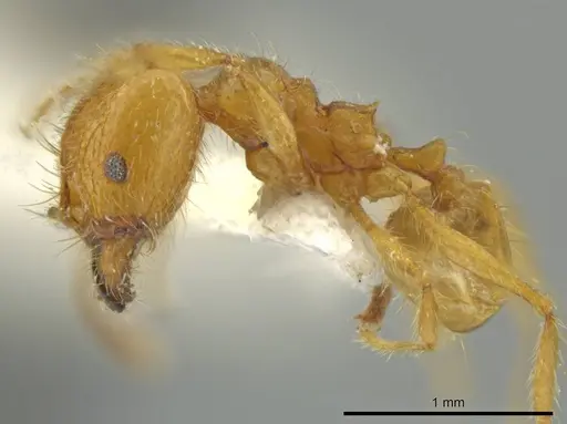 Pheidole perryorum - JTLC000016490
