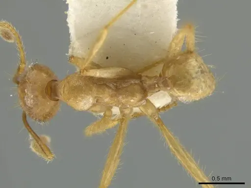Pheidole peruviana specimen