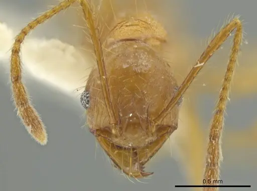 Pheidole peruviana specimen
