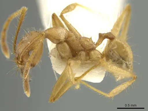 Pheidole peruviana specimen