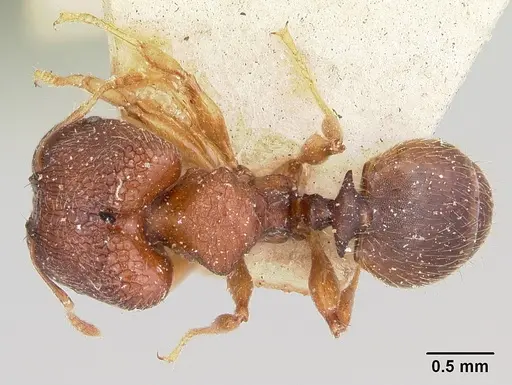 Pheidole petax specimen