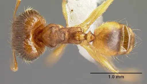 Pheidole phanigaster specimen