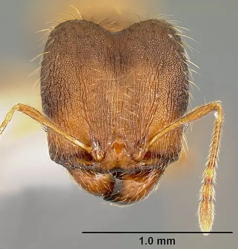Pheidole phanigaster specimen
