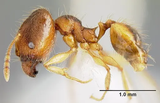 Pheidole phanigaster specimen
