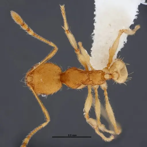 Pheidole phanigaster - CASENT0609089