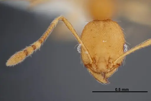 Pheidole phanigaster - CASENT0609089