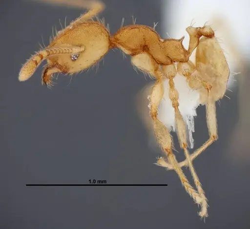 Pheidole phanigaster - CASENT0609089