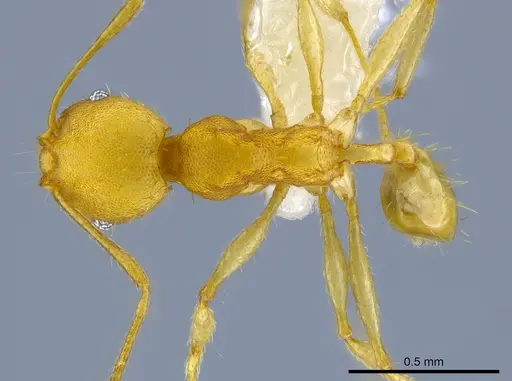 Pheidole phanigaster - CASENT0609092