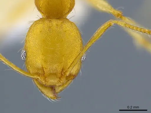 Pheidole phanigaster - CASENT0609092