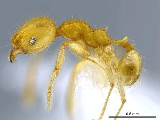 Pheidole phanigaster - CASENT0609092