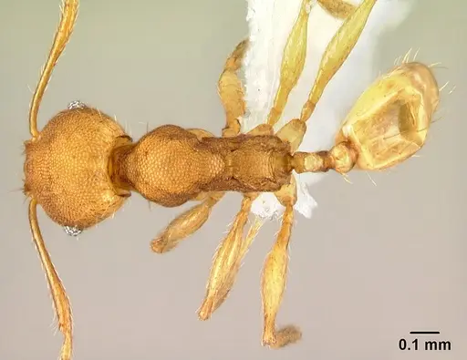 Pheidole phanigaster - CASENT0609093