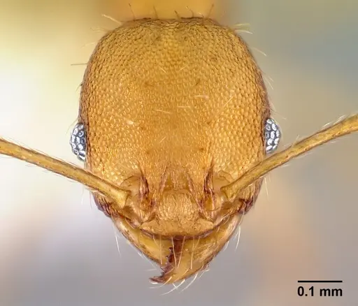 Pheidole phanigaster - CASENT0609093