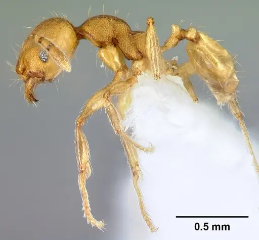 Pheidole phanigaster - CASENT0609093