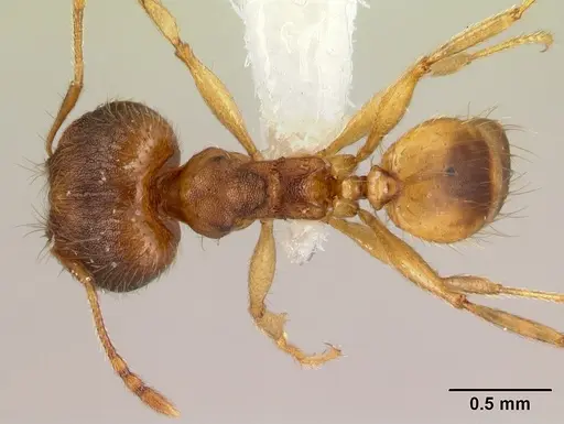 Pheidole phanigaster - CASENT0609100