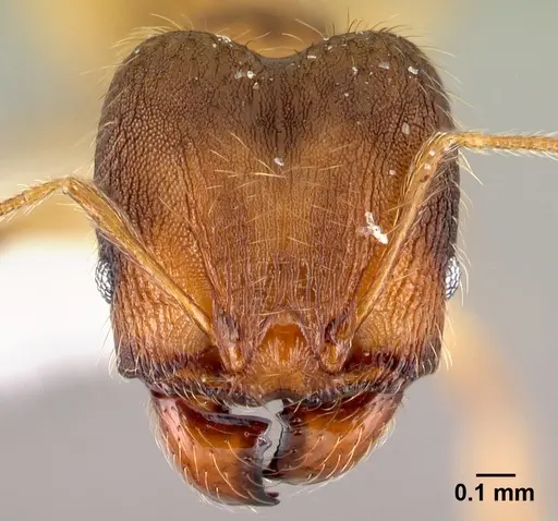 Pheidole phanigaster - CASENT0609100