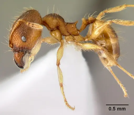 Pheidole phanigaster - CASENT0609100