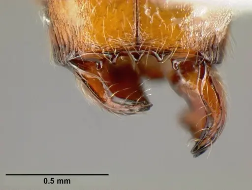 Pheidole phanigaster - CASENT0609106
