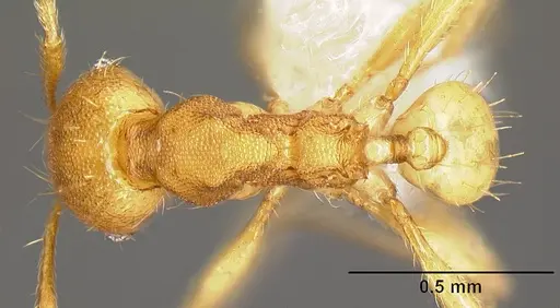 Pheidole phanigaster - CASENT0609108