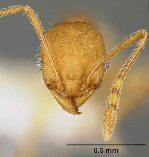 Pheidole phanigaster - CASENT0609108
