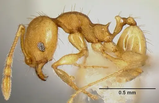 Pheidole phanigaster - CASENT0609108