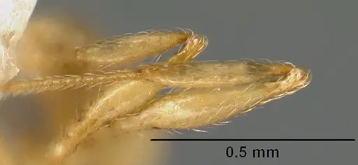 Pheidole phanigaster - CASENT0609108